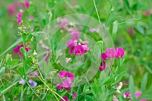 Field in countriside full uf sweet pea plants with pink flowers