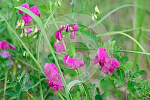 Field in countriside full uf sweet pea plants with pink flowers also called as athyrus odoratus.Summertime
