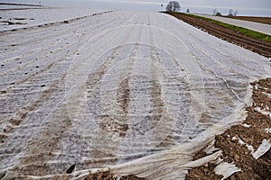 The field is covered with agrotexil to protect plants from frost