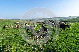 Field covered in greenery surrounded by grazing texas longhorns under the sunlight