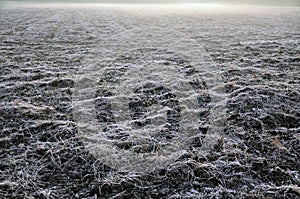 Field covered with hoar frost