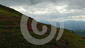 Field covered with pink flowers and grass with rocky high mountains in the background