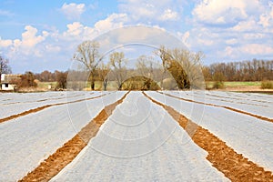 Field covered with polyethylene slick