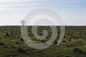 Field covered with set of hillocks