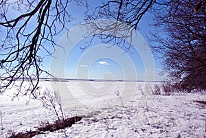 Field covered with snow, oak trees without leaves along, winter landscape, bright blue sky