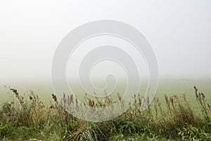 Looking over a misty field with high grass in the foreground photo