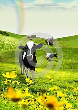 Field and cow