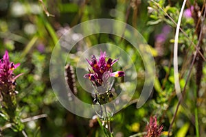 Field cow wheat (Melampyrum arvense)