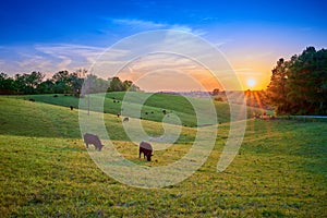 Field of Cows Grazing at Sunset