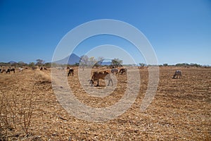 field and cows during summer in Nicaragua