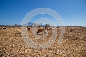 field and cows during summer in Nicaragua photo