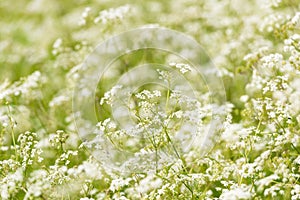 A Field Of Cow Parsley