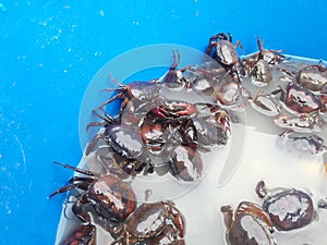 Field crab in basin