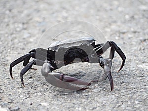 Field crab Freshwater