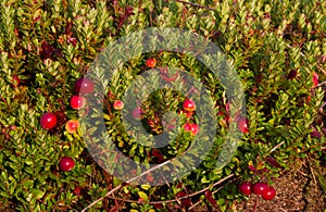 A field with Cranberries