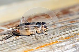 Field cricket