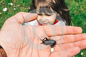 Field cricket