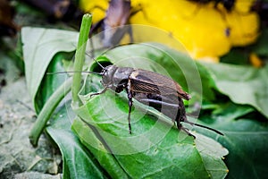 Field Cricket