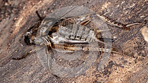 Field Cricket exuviae