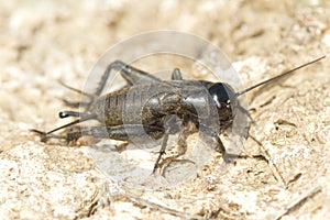 Field Cricket (Gryllus)