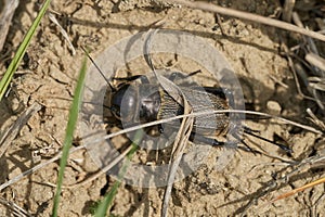 Field cricket Gryllus campestris in Czech Republic