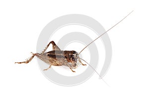 The Field Cricket Gryllus isolated on white background
