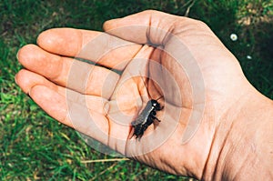 Field cricket in hand