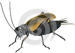 Field Cricket Illustration