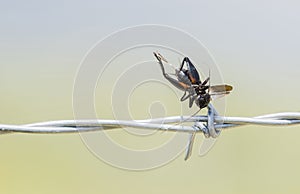 Field Cricket Impaled on Barbed Wire by a Loggerhead Shrike