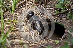 Field cricket outside the burrow