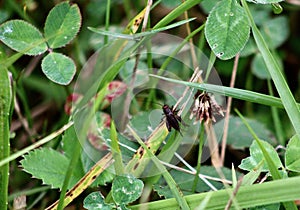 field cricket perched on large blades of grass in the hayfield Jenningsville Pennsylvania