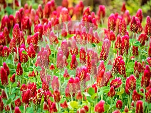 Field of crimson clover in bloom