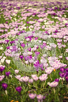 Field of croci