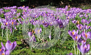 Field of Crocus