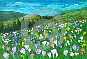 Field of Crocus blooming on hillside