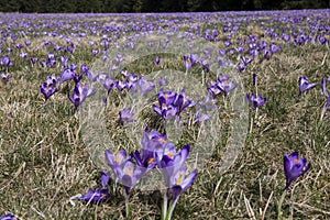 Field of crocus flowers