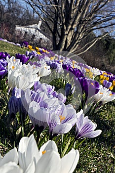 Field of crocuses