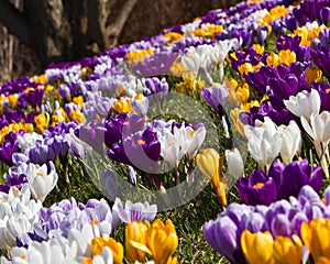 Field of crocuses photo