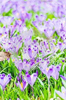 The field with crocuses in the wild nature