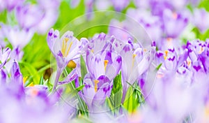 The field with crocuses in the wild nature