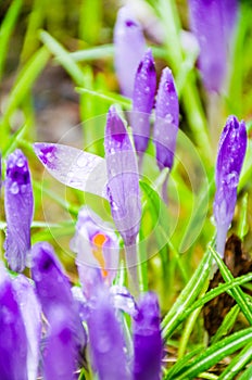 The field with crocuses in the wild nature