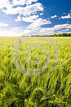 Field of crop