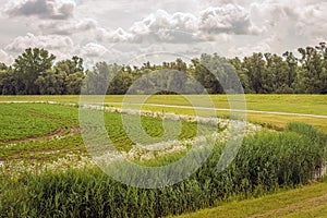 Field with a crop sown in rows recently