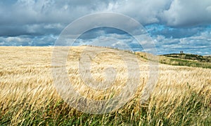 Field of crop under the influence of glyphosate