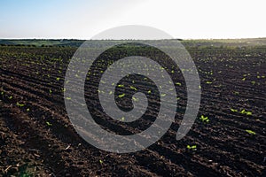 Field of crops become ripe under the sun