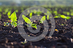 Field of crops become ripe under the sun