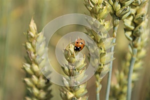 A field of crops. Ladybug wheat ears on a sunny day.