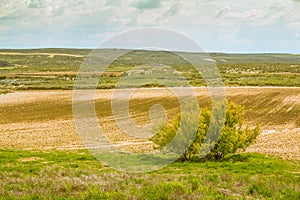 Field Crops in Spain