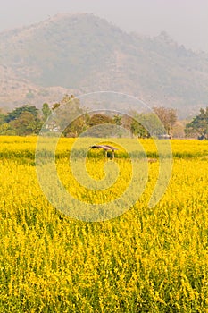 Field of Crotalaria Juncea flower