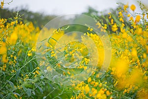 Field of Crotalaria Juncea or sunn hemp